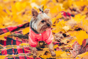 yorkshire terrier in the park