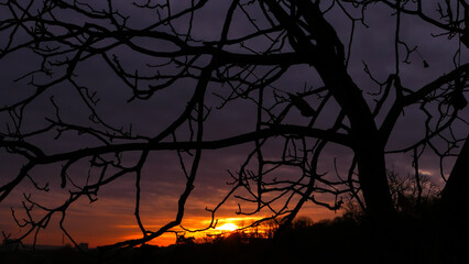 Silhouette of branch of tree at sunrise. Autumn or winter scene with dramatic sky with clouds.