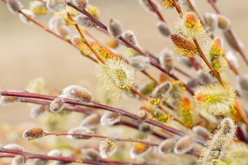 Blooming spring willow branch. Gentle spring easter background	