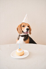 Spotted beagle in party cap