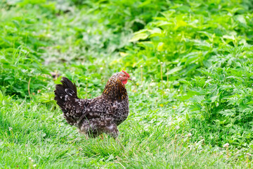 healthy chicken in the garden.