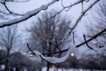 winter landscape in a city park after the first snow at the beginning of winter