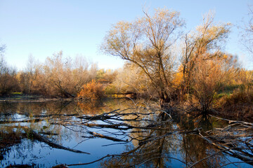 autumnal forest reflected in the calm waters of a log-filled lagoon