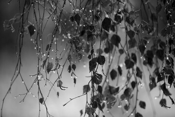 Branch of birch with raindrops - selective focus  Black & White - 394444354