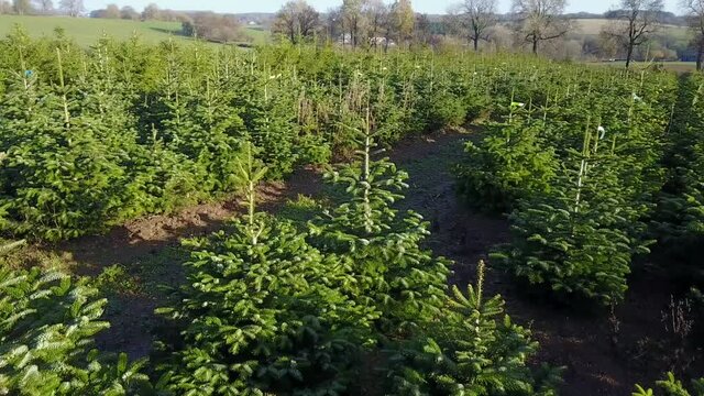 Belgique wallonie Ardenne plantation sapin Noel agriculture aerien
