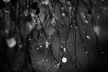 Branch of birch with raindrops - selective focus  Black & White - 394444509