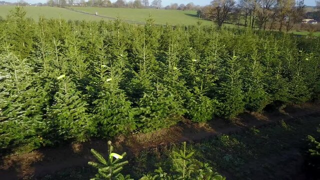 Belgique wallonie Ardenne plantation sapin Noel agriculture aerien