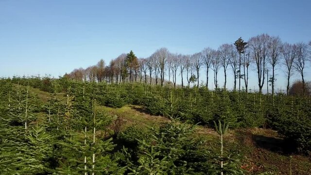 Belgique wallonie Ardenne plantation sapin Noel agriculture aerien