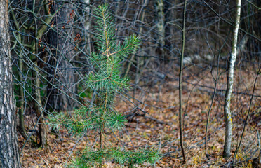 young green pine in the autumn forest
