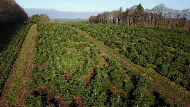 Belgique wallonie Ardenne plantation sapin Noel agriculture aerien