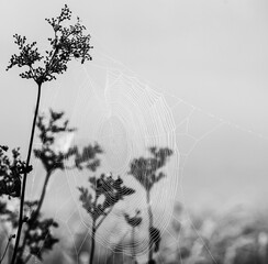 Web of a spider against sunrise in the field covered fogs Black & White - 394445191