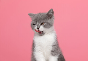 cute british shorthair kitty sticking out tongue - Powered by Adobe