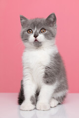 adorable little british shorthair cat sitting