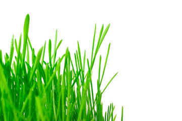 Green juicy grass on a white background. Side view with space for copying. Grass background.