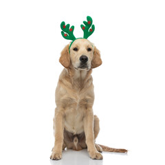 golden retriever dog wearing a headband with deer ears