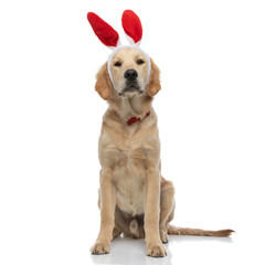 golden retriever dog with bunny ears and a red bowtie