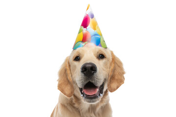 beautiful golden retriever dog wearing a birthday hat