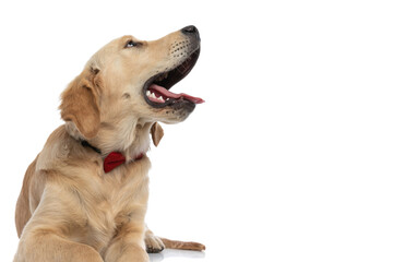 sleepy golden retriever dog yawning, looking aside