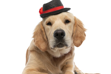 adorable golden retriever dog wearing a hat