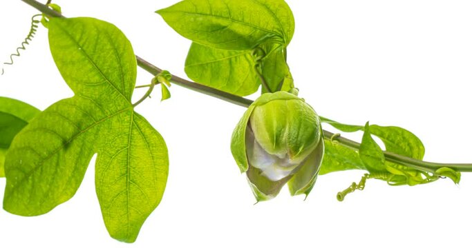 Timelapse of passion flower blooming on white background. Wedding backdrop, Valentine's Day concept. Holiday, love, birthday design backdrop 4К