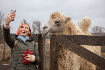 Girl takes a selfie on the phone with a two-humped camel at the zoo of Russia