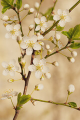 Fototapeta na wymiar Blossoming of cherry flowers in spring time