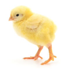 Small yellow chicken