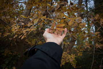 Hand touch foliage in the forest