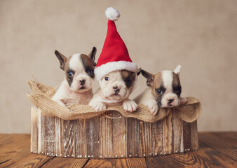 small row of three extremely cute puppies celebrating