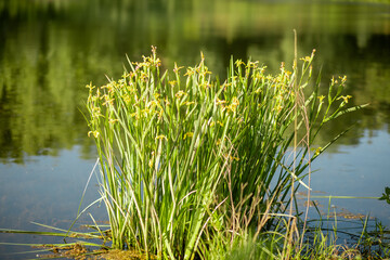 Flowering Swamp Sword Lily, Iris pseudacorus, at the edge of the pond