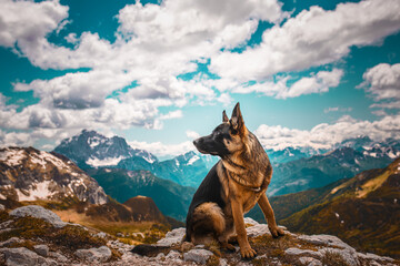 German shepherd dog hiking in Averau, Dolomites, Italy