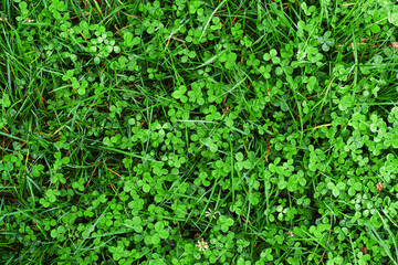 Green background of various field grass after rain