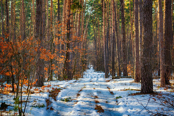 Walk path in the sunny winter forest. Perfect place for walk and social distancing.