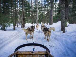 Dogsledding during winter in Quebec
