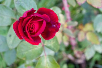 Red rose in the dew grows in the garden in summer