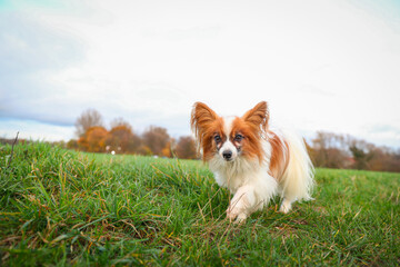 Papillon auf einem Spaziergang