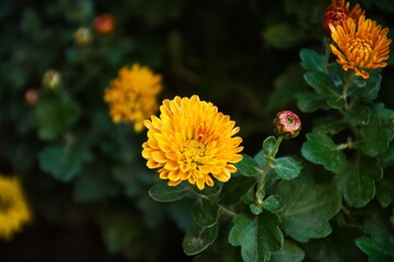Yellow flowers