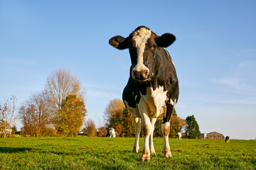 vache noire et blanche broutant de l'herbe dans un champ en automne près de Namur en Belgique  