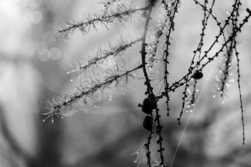 Branch of birch with raindrops - selective focus  Black & White - 394448793