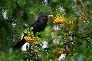 Eurasian Blackbird - Turdus merula  species of true thrush. It breeds in Europe, Asia, and North Africa, and has been introduced to Australia and New Zealand, bird with orange fruit in its beak