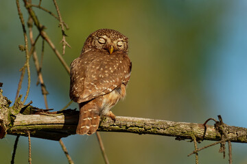 Eurasian Pygmy-Owl - Glaucidium passerinum sitting on the branch and looking for the prey in the...