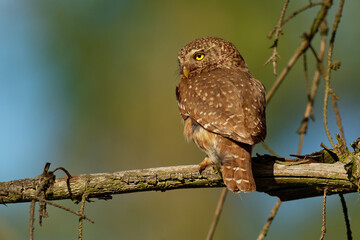 Eurasian Pygmy-Owl - Glaucidium passerinum sitting on the branch and looking for the prey in the forest in summer. Small european owl with the forest background