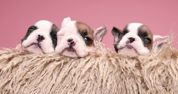 lovely family of three little frenchies puppies protecting each other, sleeping and resting in a vintage wooden box