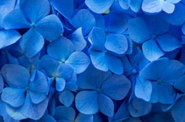 Blue Hydrangea background. Hortensia flowers surface.