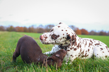 Junger brauner Labrador Welpe spielt mit einem großen Dalmatiner