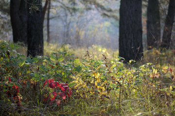 sunlight in the autumn forest