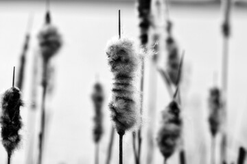 Old open bulrush, Typha latifolia, with reed near water Black & White - 394449319
