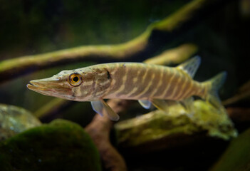 Northern pike (Esox lucius) species of carnivorous fish of the genus Esox, typical of brackish and...