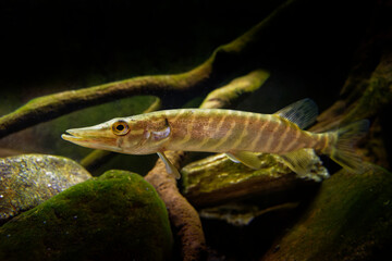 Northern pike (Esox lucius) species of carnivorous fish of the genus Esox, typical of brackish and...