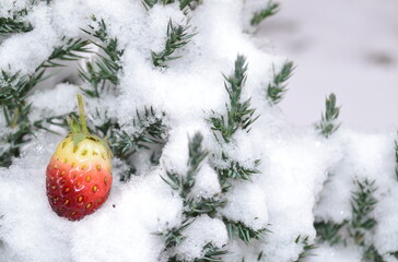 christmas tree decorations